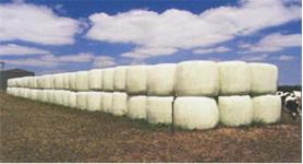 Wrapped Rolled Hay Bales - N