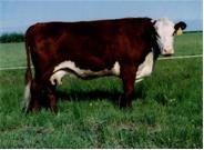 Beef Cows - Z Scale