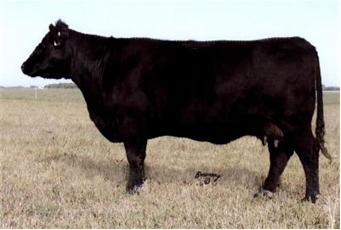 Beef Cows - Angus Z Scale