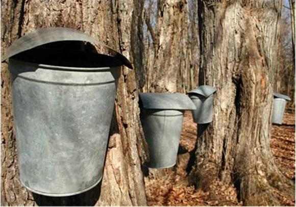 Maple Sugaring Reference Photo - Buckets