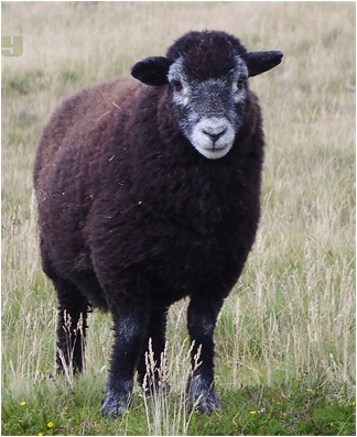 Black Sheep (aka., estranged family member)